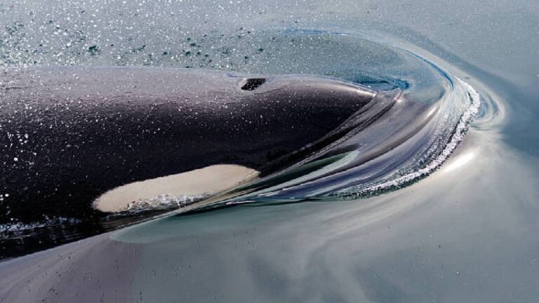 Whales sing when they have had a good meal says research