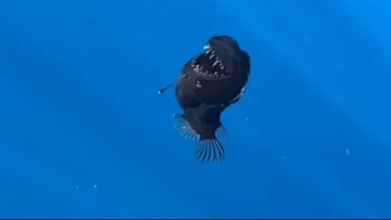 Black Seedevil Rare Deep Sea Fish Spotted Swimming Near Ocean Surface Watch Video
